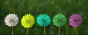 application essay transitions