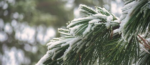 snowy pine branch during winter break